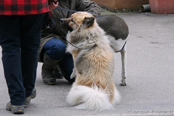 (Foto Goslar) Koerung Benno_14.03.2015_IMG_6773.png